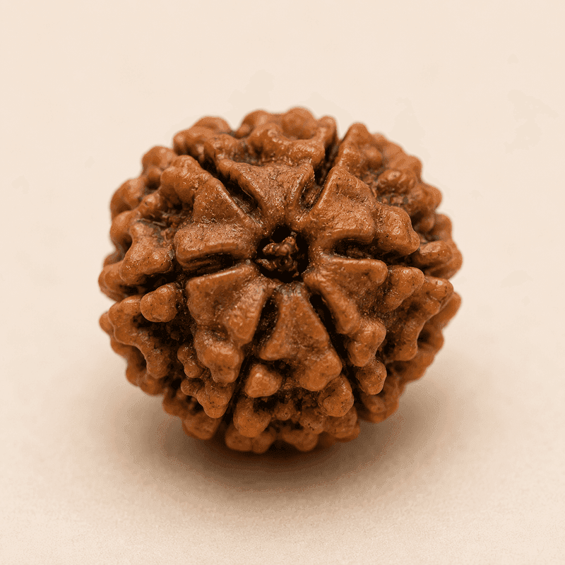 5 Mukhi Rudraksha (Nepal Origin)